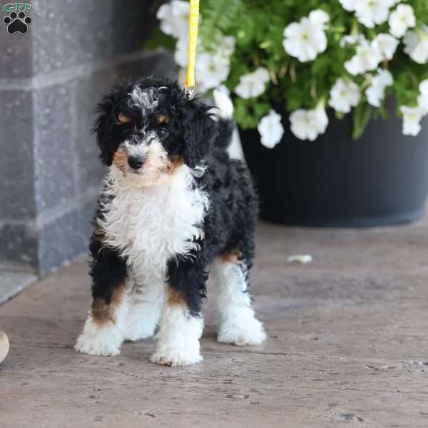 Lynette, Mini Bernedoodle Puppy